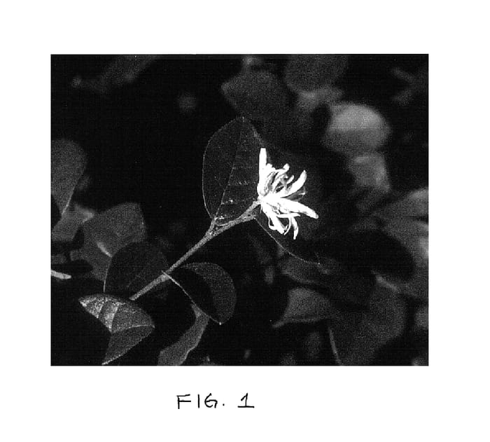 Figure 1 of US plant patent PP15625, the photograph of Melting Pot printed in the patent.