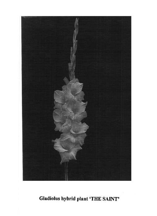 Figure 1 of US plant patent PP15626, the photograph of The Saint printed in the patent.