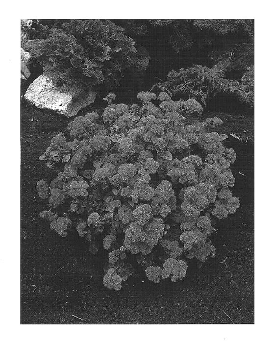 Figure 1 of US plant patent PP15627, the photograph of Agetis printed in the patent.