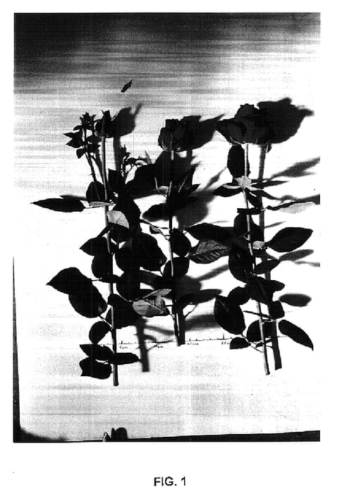 Figure 1 of US plant patent PP15628, the photograph of TAN99065 printed in the patent.