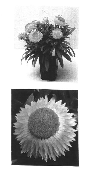 Figure 1 of US plant patent PP15629, the photograph of OHB003790 printed in the patent.