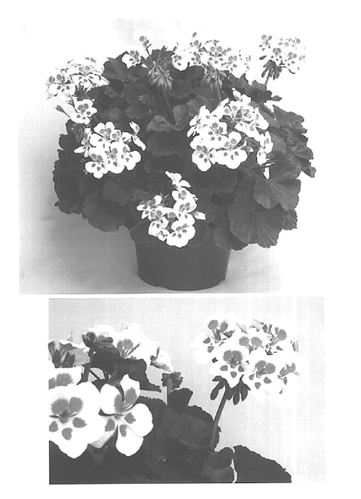 Figure 1 of US plant patent PP15630, the photograph of Clips Whitspla printed in the patent.