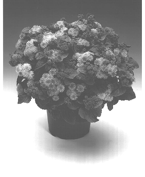 Figure 1 of US plant patent PP15631, the photograph of Agrosamtis printed in the patent.