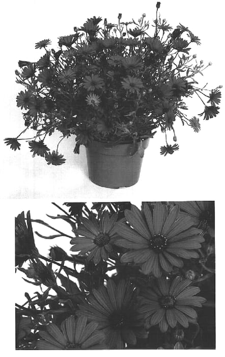 Figure 1 of US plant patent PP15632, the photograph of Iringa printed in the patent.