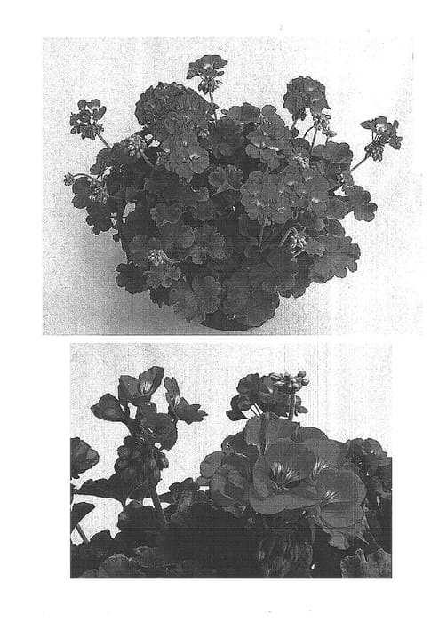 Figure 1 of US plant patent PP15633, the photograph of Amri Derose Two printed in the patent.