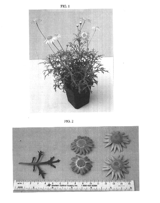 Figure 1 of US plant patent PP15634, the photograph of OHAR01240 printed in the patent.