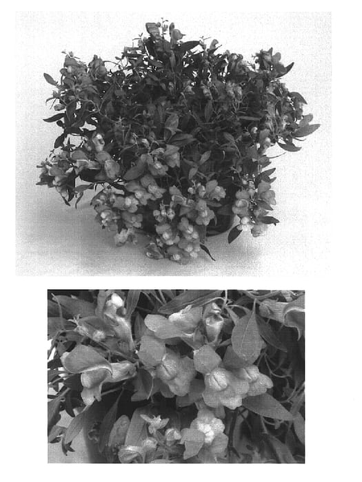 Figure 1 of US plant patent PP15635, the photograph of Sulte Broe printed in the patent.