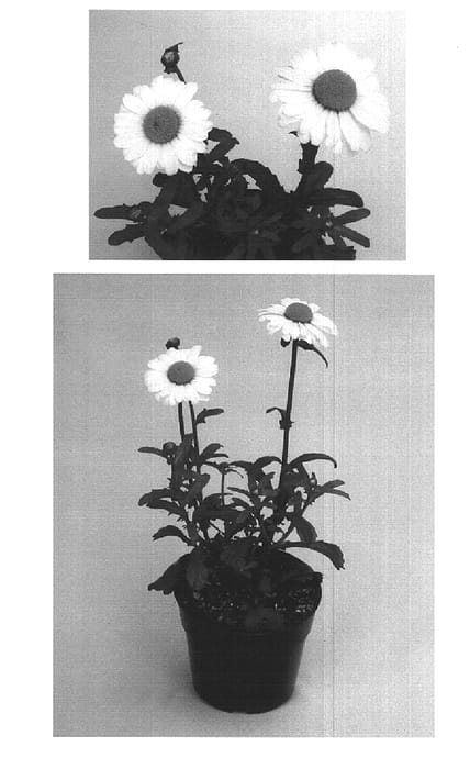 Figure 1 of US plant patent PP15636, the photograph of Kiedai printed in the patent.