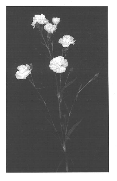 Figure 1 of US plant patent PP15637, the photograph of Yoder Mist printed in the patent.