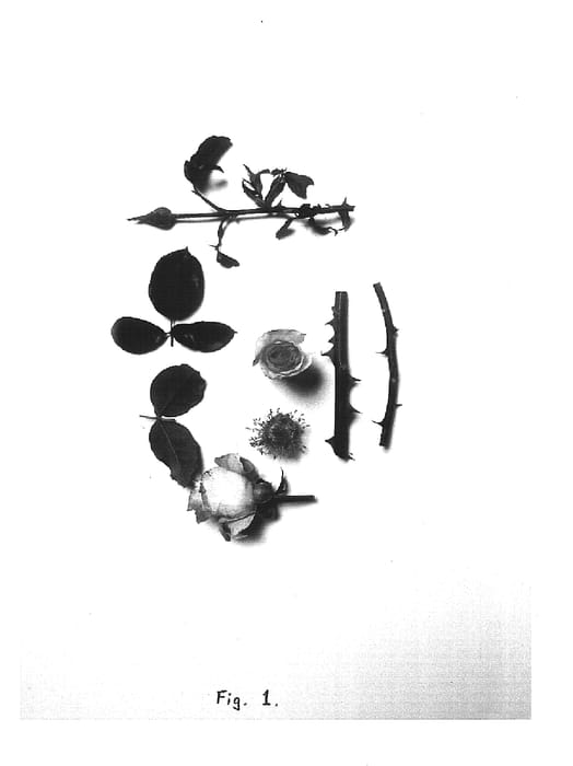 Figure 1 of US plant patent PP15638, the photograph of Frivolous Pink printed in the patent.