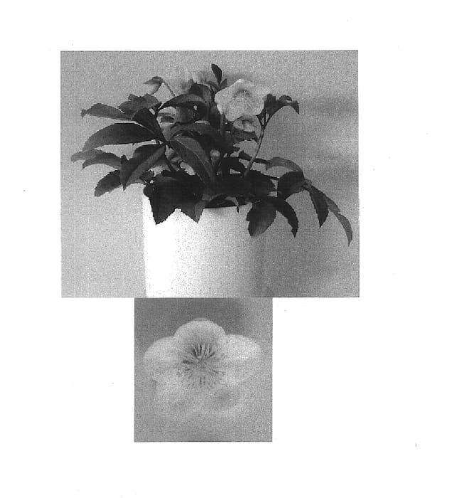 Figure 1 of US plant patent PP15639, the photograph of HGC Silvermoon printed in the patent.