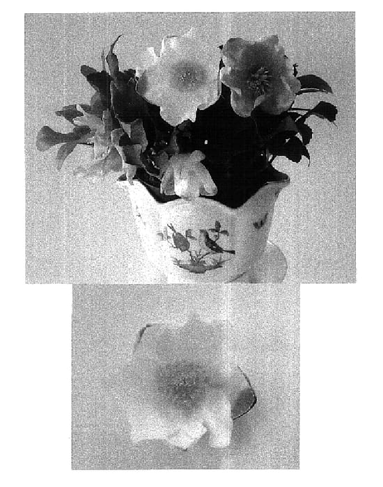 Figure 1 of US plant patent PP15640, the photograph of HGC Jericho printed in the patent.