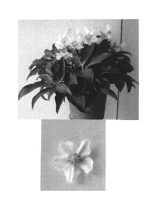 Figure 1 of US plant patent PP15641, the photograph of HGC Green Corsican printed in the patent.