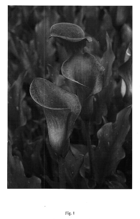 Figure 1 of US plant patent PP15642, the photograph of Hawaii printed in the patent.