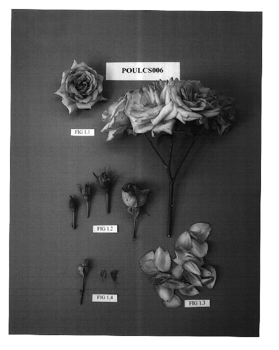 Figure 1 of US plant patent PP15643, the photograph of POULcs006 printed in the patent.