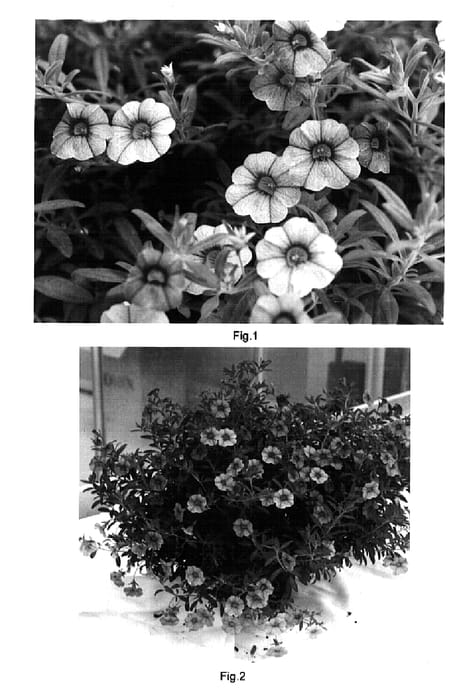Figure 1 of US plant patent PP15644, the photograph of Kakegawa S71 printed in the patent.