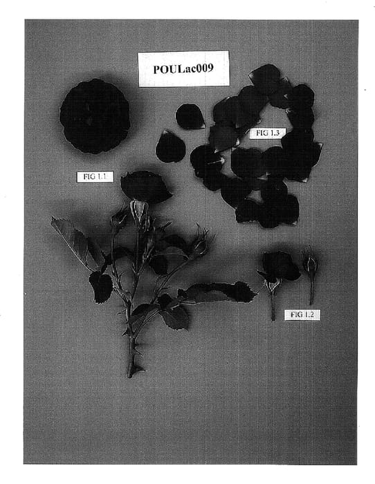 Figure 1 of US plant patent PP15645, the photograph of POULac009 printed in the patent.