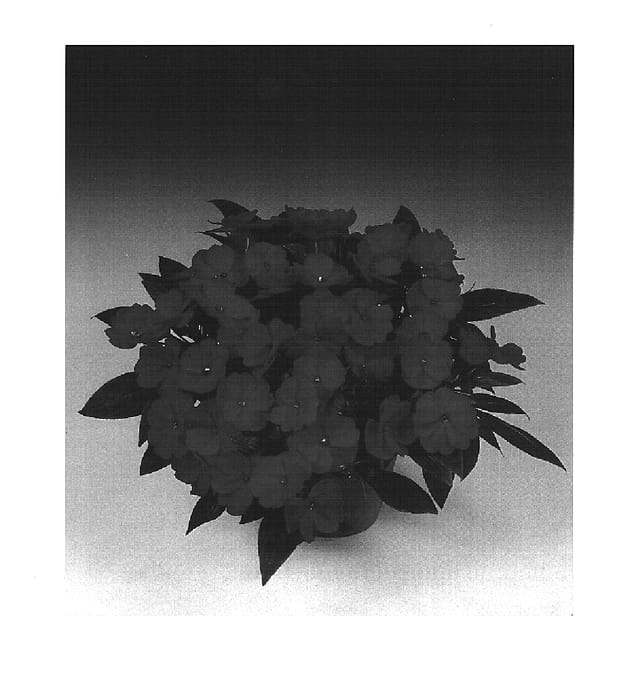 Figure 1 of US plant patent PP15646, the photograph of Tamar Cherry Red printed in the patent.