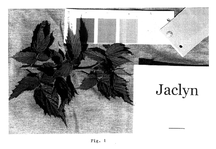 Figure 1 of US plant patent PP15647, the photograph of Jaclyn printed in the patent.