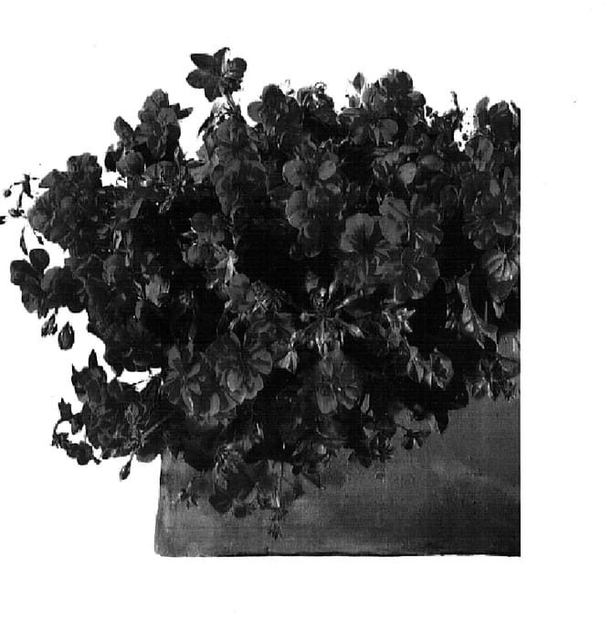 Figure 1 of US plant patent PP15648, the photograph of Genstarvi printed in the patent.