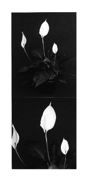 Figure 1 of US plant patent PP15649, the photograph of Power Petite printed in the patent.