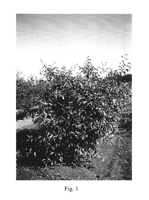 Figure 1 of US plant patent PP15650, the photograph of Piku 4 printed in the patent.
