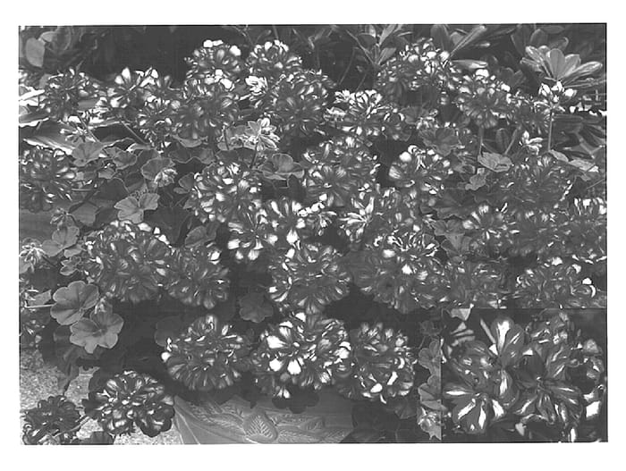 Figure 1 of US plant patent PP15651, the photograph of Free Arcred printed in the patent.