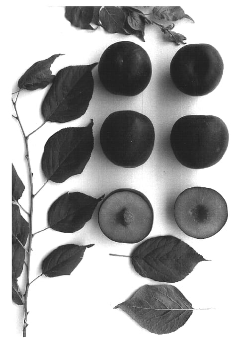 Figure 1 of US plant patent PP15652, the photograph of Sweetcot printed in the patent.