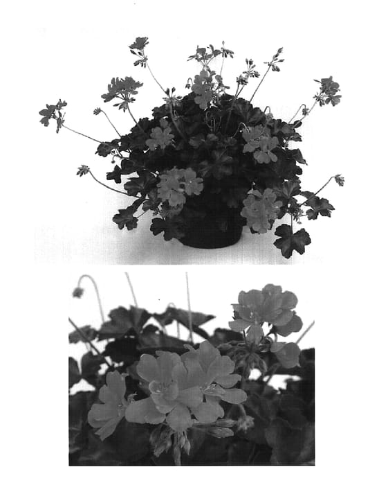 Figure 1 of US plant patent PP15653, the photograph of Cante Coras printed in the patent.
