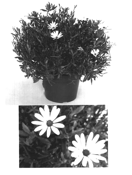 Figure 1 of US plant patent PP15654, the photograph of Aknai printed in the patent.