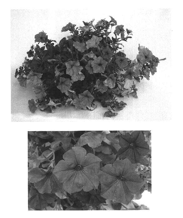 Figure 1 of US plant patent PP15655, the photograph of Jam Litbule printed in the patent.