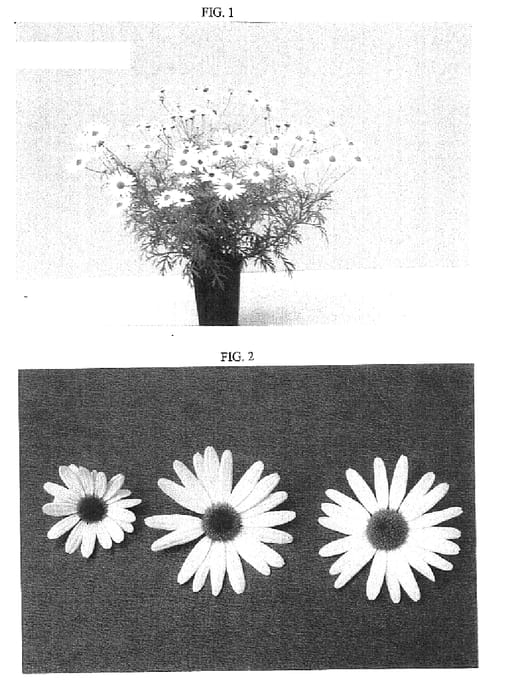 Figure 1 of US plant patent PP15656, the photograph of OHAR0132 printed in the patent.