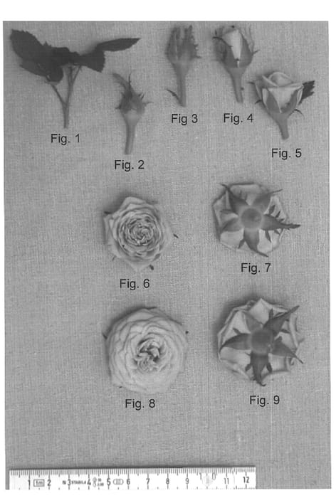 Figure 1 of US plant patent PP15657, the photograph of PACsix printed in the patent.