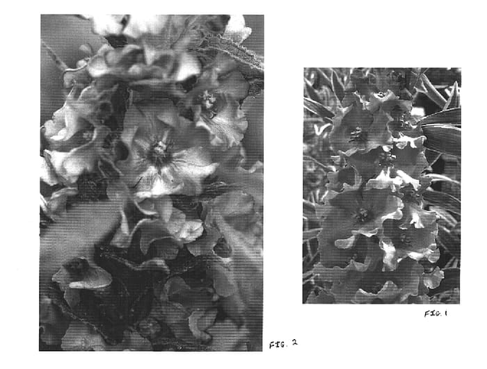 Figure 1 of US plant patent PP15658, the photograph of Pink Petticoats printed in the patent.