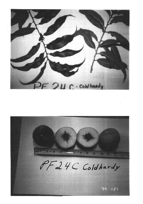 Figure 1 of US plant patent PP15659, the photograph of P.F. 24-C cold hardy printed in the patent.