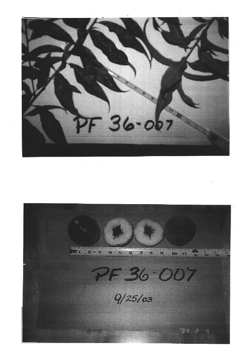 Figure 1 of US plant patent PP15660, the photograph of P.F. 36- 007 printed in the patent.