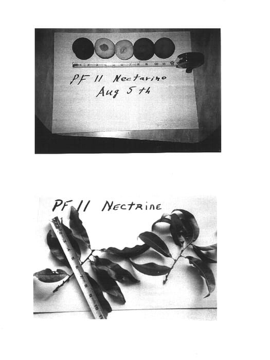Figure 1 of US plant patent PP15661, the photograph of P.F. 11 Nectarine printed in the patent.