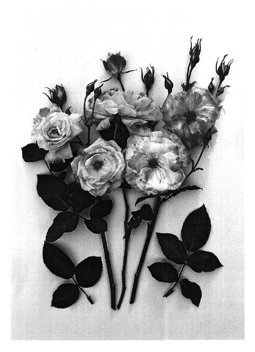 Figure 1 of US plant patent PP15662, the photograph of Hadbal printed in the patent.