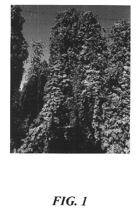 Figure 1 of US plant patent PP15663, the photograph of YCR Accession No. 4 printed in the patent.
