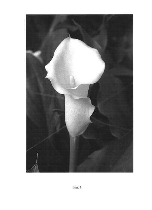 Figure 1 of US plant patent PP15664, the photograph of Swan Lake printed in the patent.