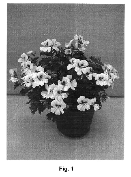 Figure 1 of US plant patent PP15665, the photograph of Paceyes printed in the patent.