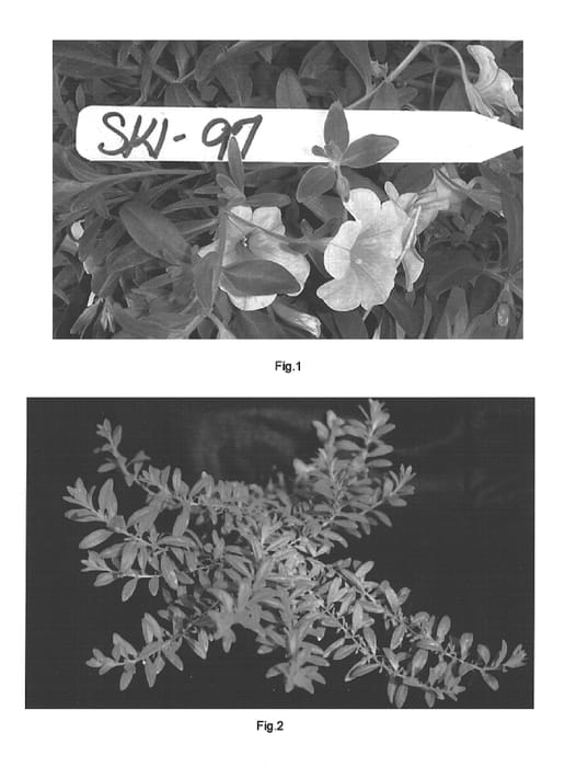 Figure 1 of US plant patent PP15666, the photograph of Kakegawa S70 printed in the patent.