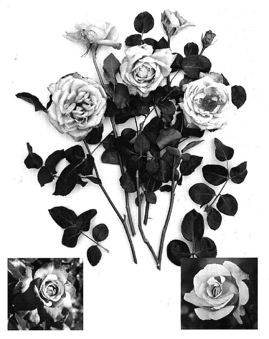 Figure 1 of US plant patent PP15667, the photograph of Hadmoo printed in the patent.