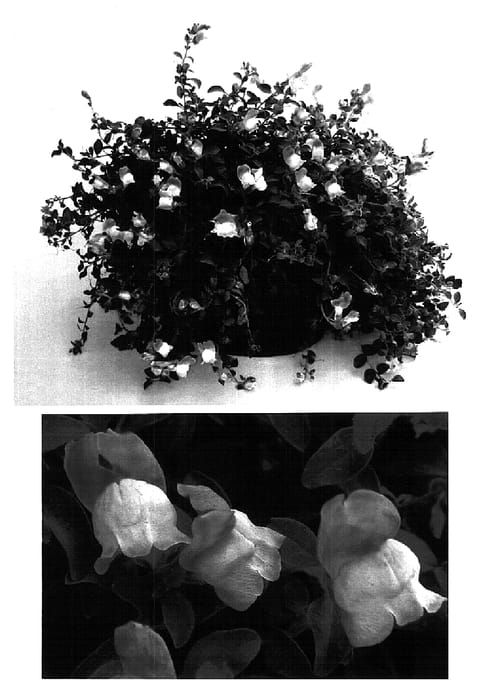 Figure 1 of US plant patent PP15668, the photograph of Sant217A printed in the patent.