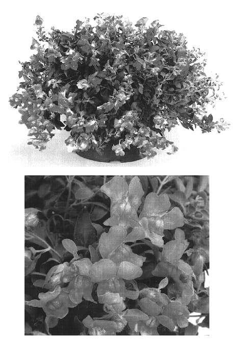 Figure 1 of US plant patent PP15669, the photograph of Sant214E printed in the patent.