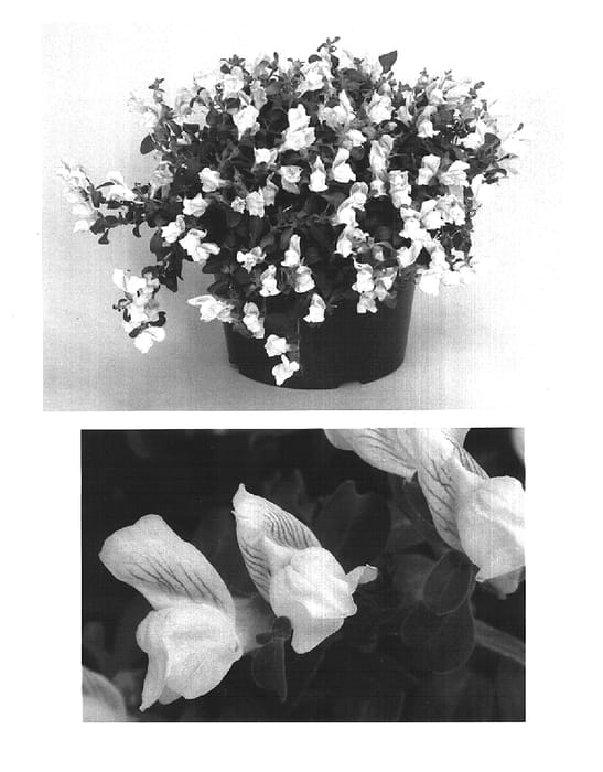 Figure 1 of US plant patent PP15670, the photograph of Sant219A printed in the patent.