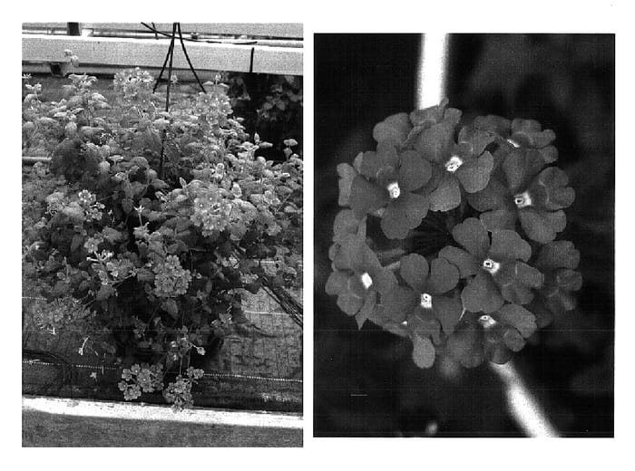 Figure 1 of US plant patent PP15671, the photograph of Wesverrose printed in the patent.