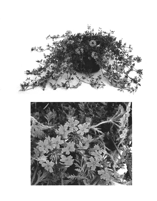 Figure 1 of US plant patent PP15672, the photograph of USBENAS18 printed in the patent.