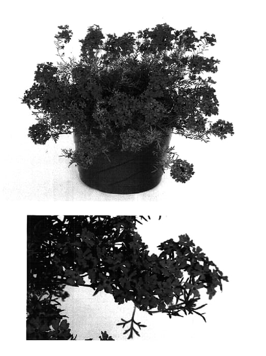 Figure 1 of US plant patent PP15673, the photograph of USBENAS10 printed in the patent.