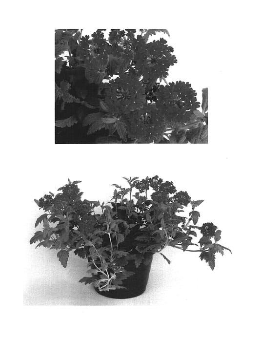 Figure 1 of US plant patent PP15674, the photograph of USBENA5122 printed in the patent.